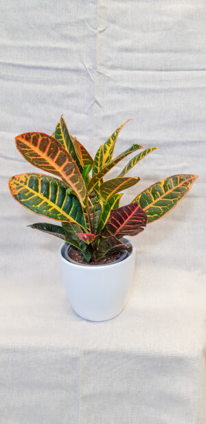 Croton ihmepensas