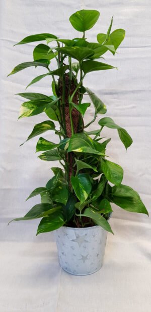 Tolppakultaköynnös